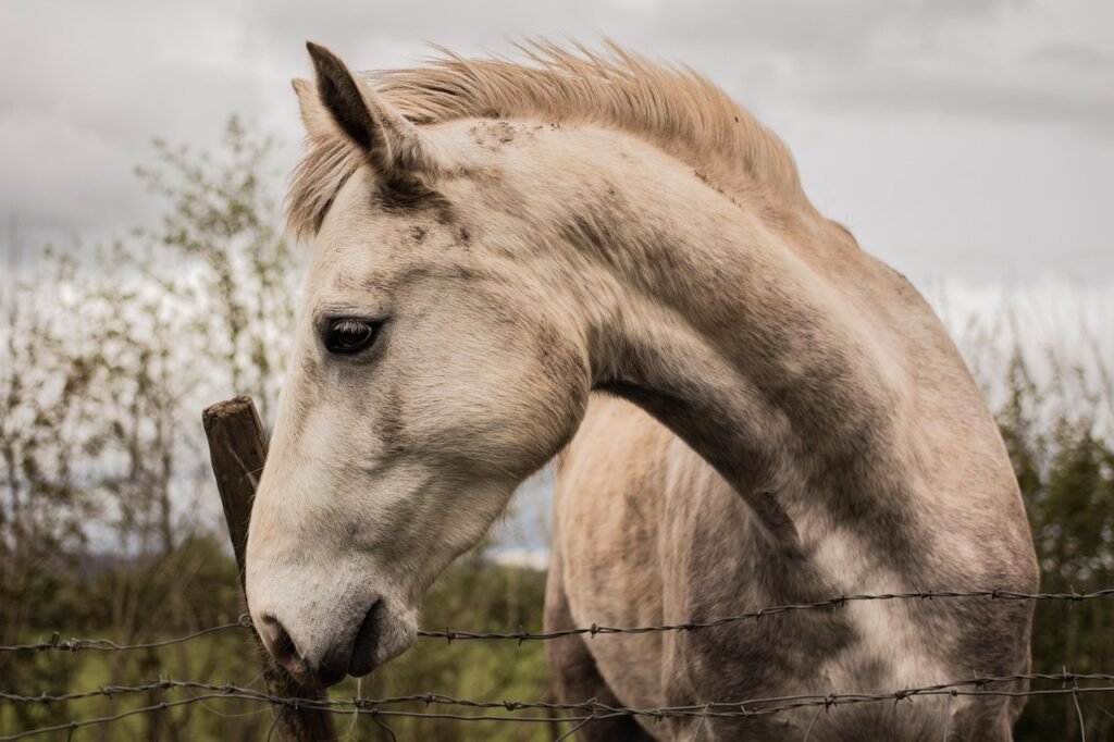 horse, wild horse, sligo, ireland, ox mountains, animal, autumn, nature