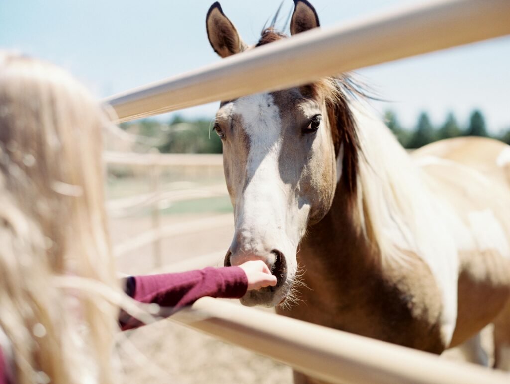 A girl reaches out to feed a horse on a sunny ranch in Bend, Oregon.